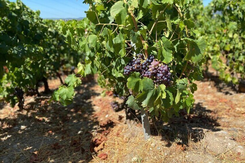 Small Group Guided E-bike Tour in Nice's Organic Vineyard
