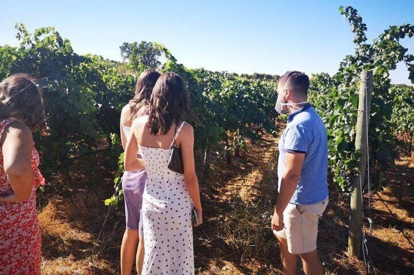 Guided Madrid Countryside Wine Tasting & Winery Tour
