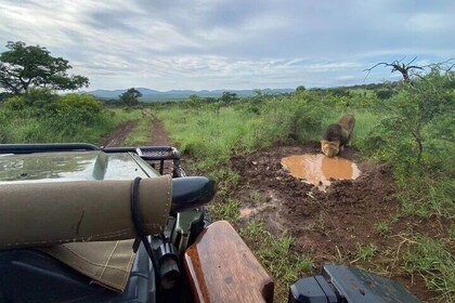 Richards Bay: Big 5 Luxe Safari bij Manyoni Private Game Reserve