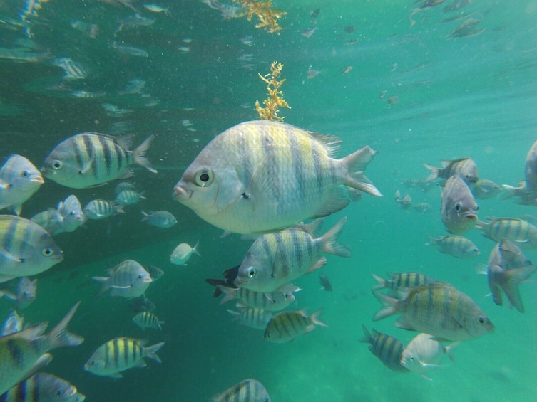 Speedboat Tour to the Paradise Islands of Angra dos Reis with Lunch 