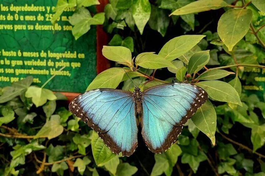 La Paz Waterfall Gardens Nature Park Full-Day Tour