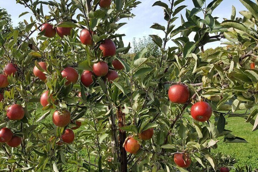 apple picking at Dame Farm in Johnston, Rhode Island