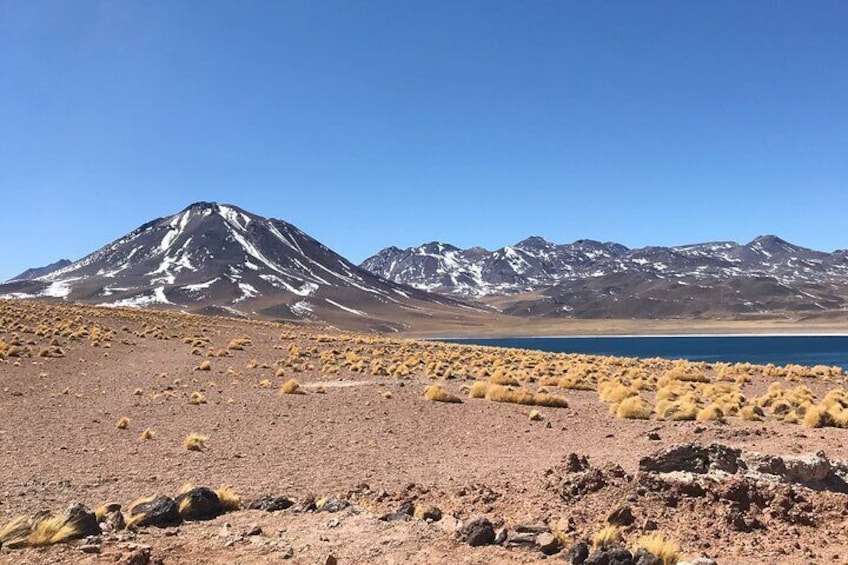 Full Day Tour to Piedras Rojas, Altiplanic Lagoons and Chaxa