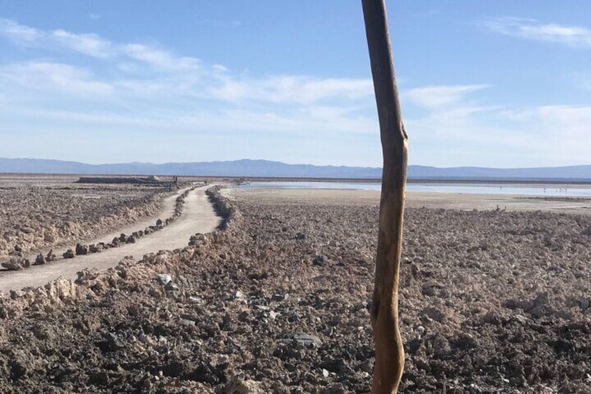 Full Day Tour to Piedras Rojas, Altiplanic Lagoons and Chaxa