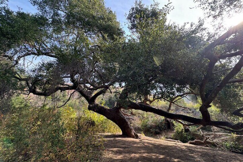 Take a rest under this beautiful coastal oak tree about halfway to the waterfall.