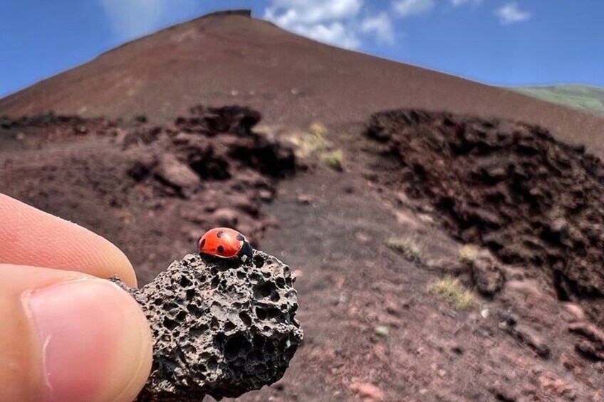 Etna Morning Tour