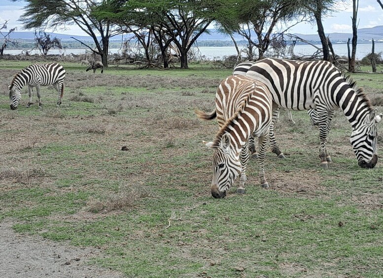 Tour to Hells Gate National Park and Lake Laivasha boat Ride