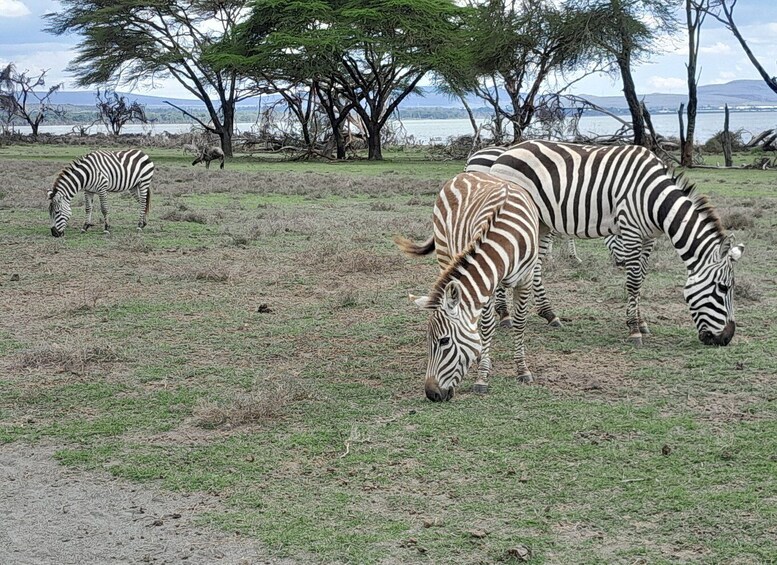 Tour to Hells Gate National Park and Lake Laivasha boat Ride