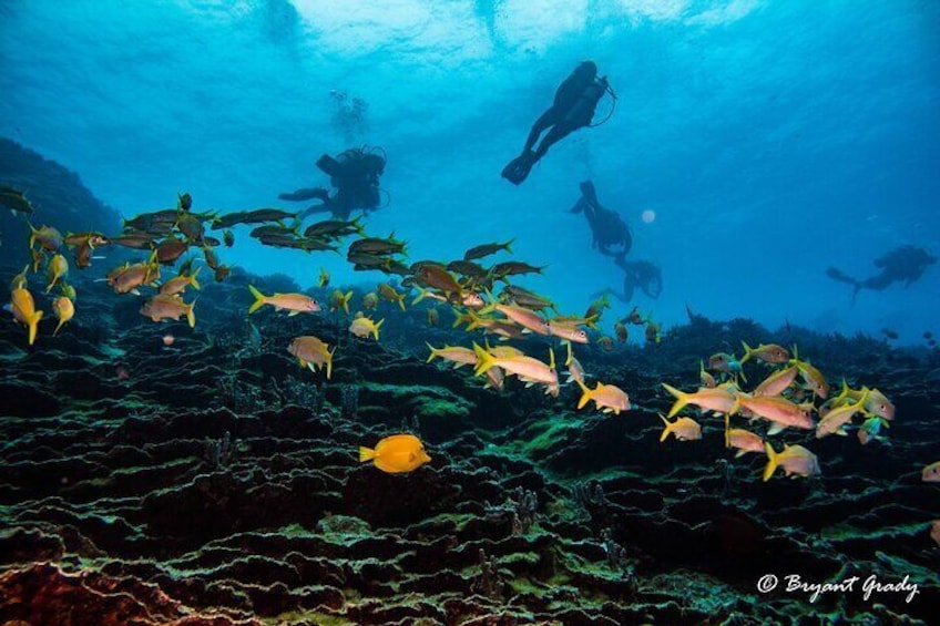 2 Tank Shore Dive at Sea Turtle Cove