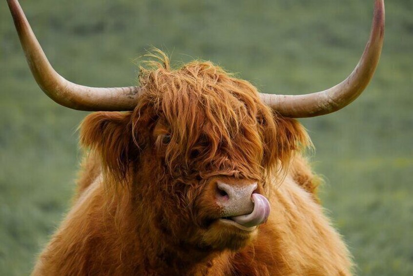 Highland Cow