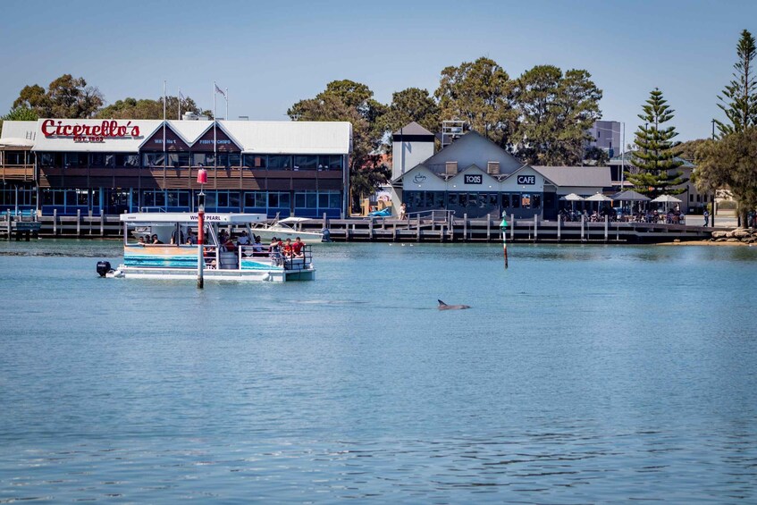 Picture 4 for Activity Mandurah: Sightseeing Dolphin Cruise with Tour Guide