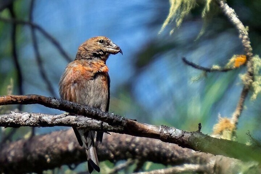 6-Day Private Tour Bird Watching in Sierra de Bahoruco