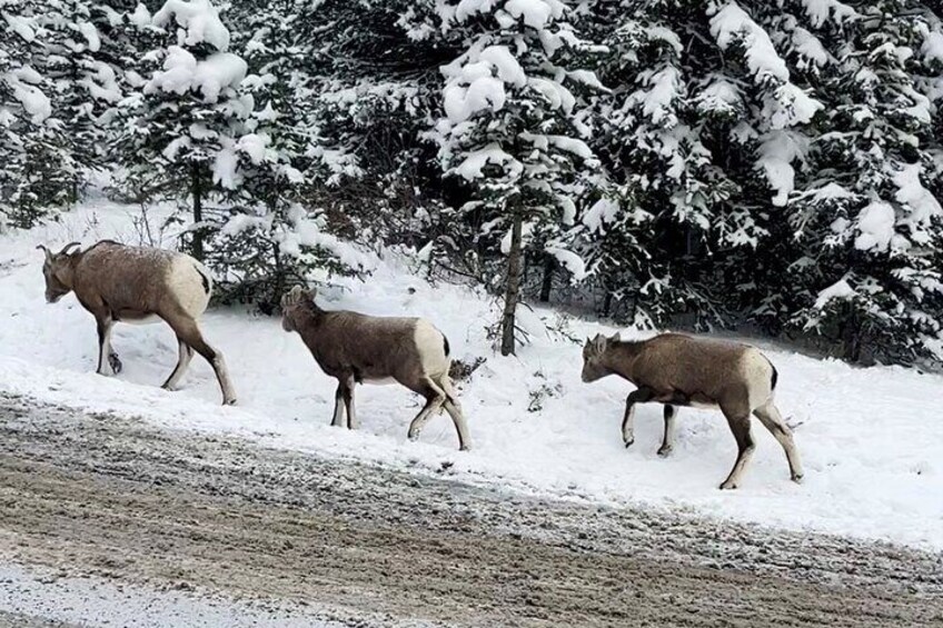 Banff wild life