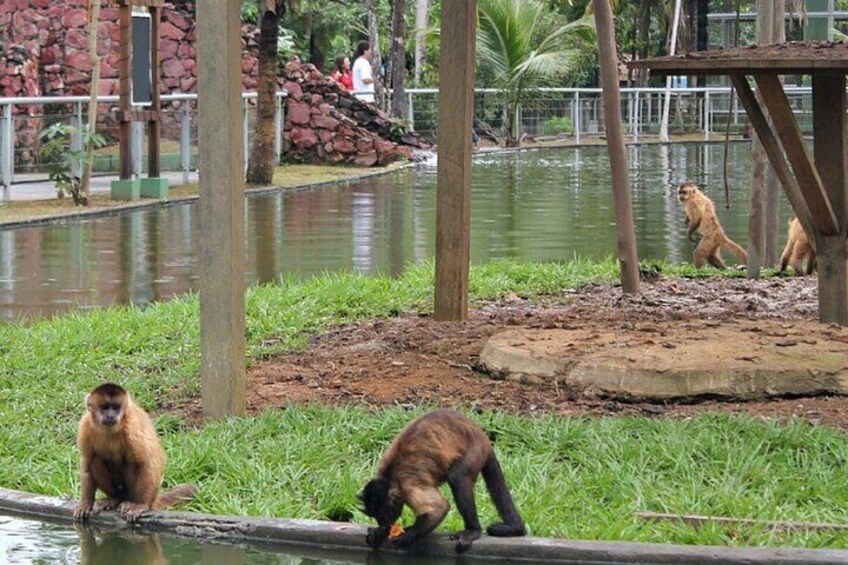 Private Sightseeing Tour at Cigs Zoo + Bosque da Ciência