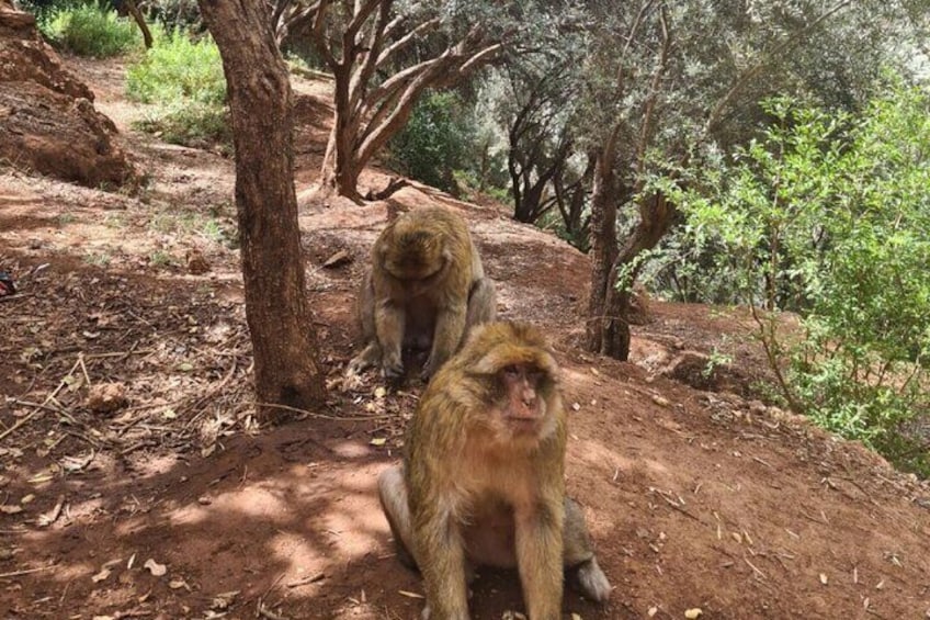 Marrakech : Ouzoud Waterfalls Guided Tour & Boat Ride