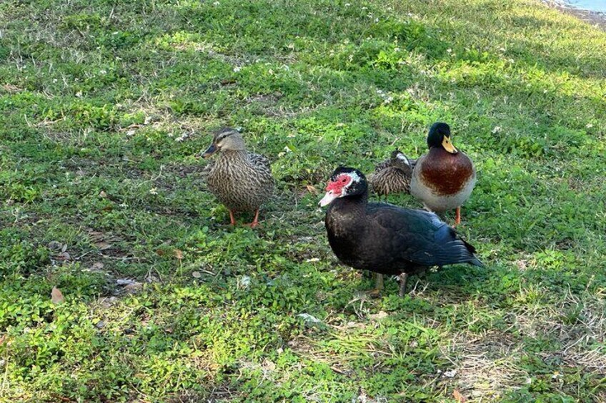 Family of ducks chilling out by the lakefront at St. Cloud Lakefront Park.