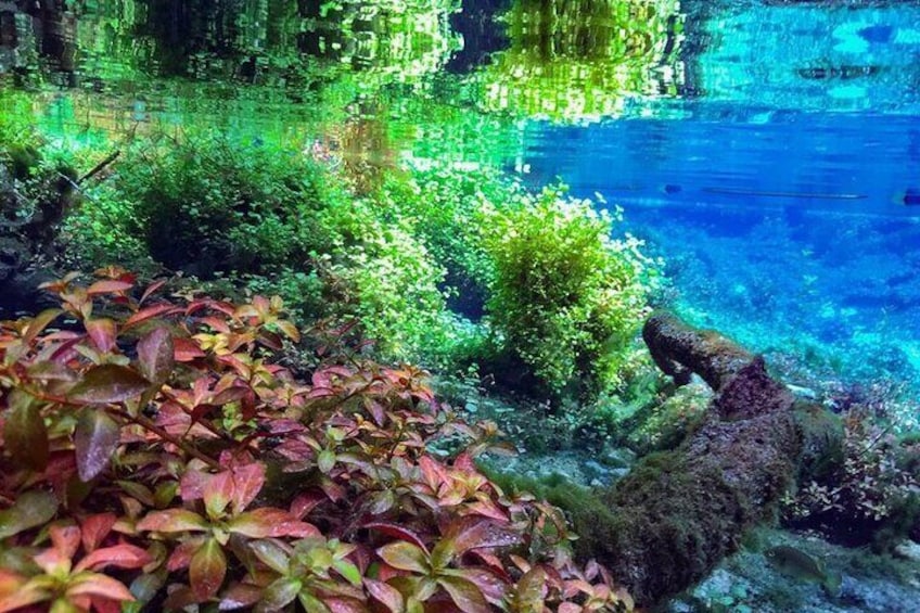 Underwater vegetation like this is indicative of a healthy spring.