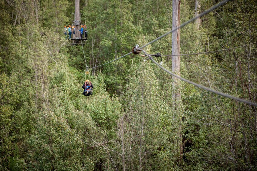 Picture 2 for Activity Launceston: Hollybank Forest Treetop Zip Lining with Guide