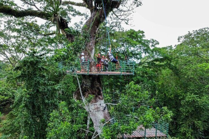 Tree Climbing Experience with Zipline and Rope Descent