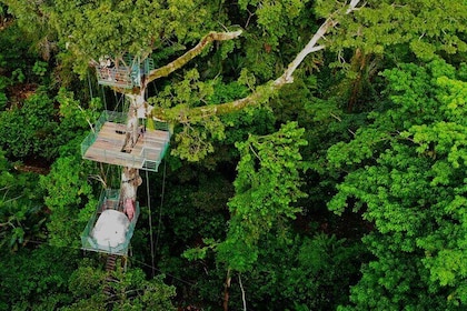 1 Day Tree Climbing and Rappelling Experience with Accommodation