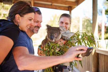 Sydney: Private Wildlife, Wasserfälle und Wein Tour