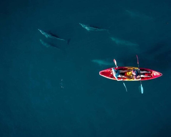 Tamarin: Guided Kayak Tour with Dolphins