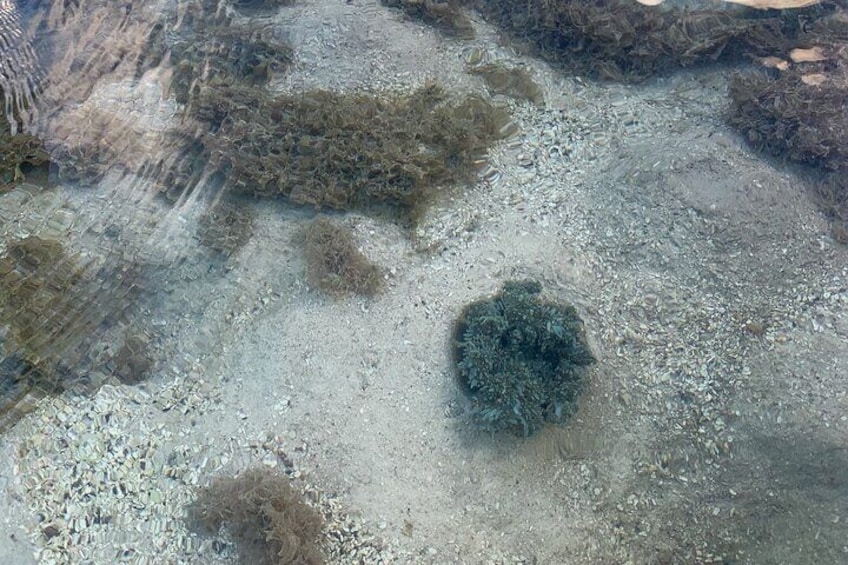  Kayak Mangrove Tours Grand Turk , Carnival Cruise