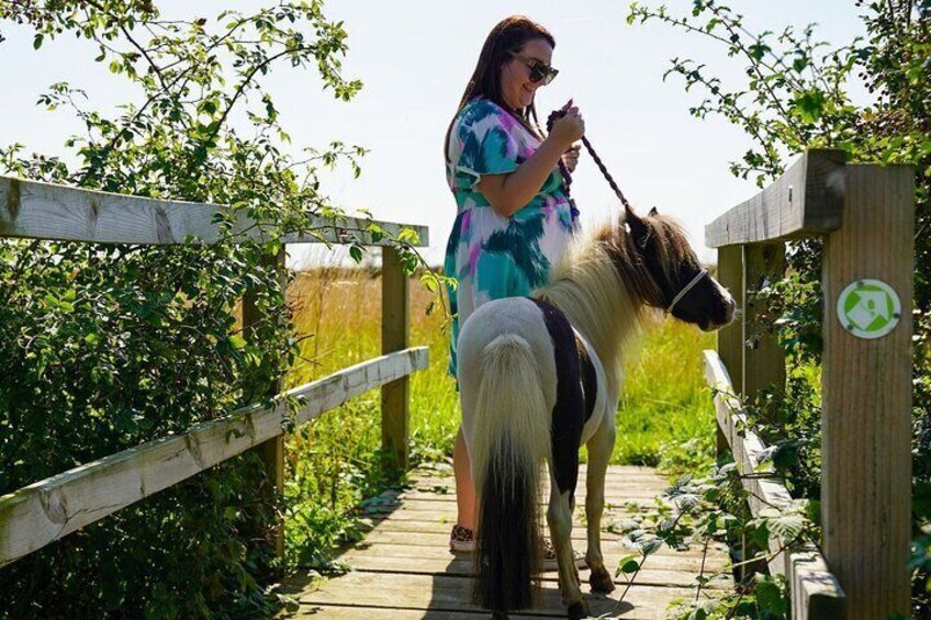 Private Miniature Horse Walking near Lincoln