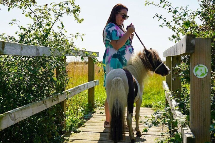 Private Miniature Horse Walking near Lincoln