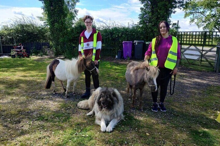 Private Miniature Horse Walking near Lincoln