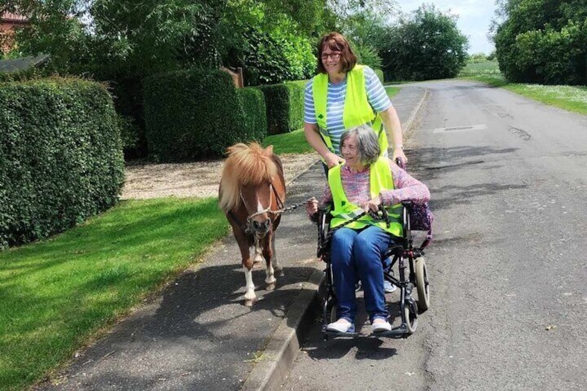 Private Miniature Horse Walking near Lincoln