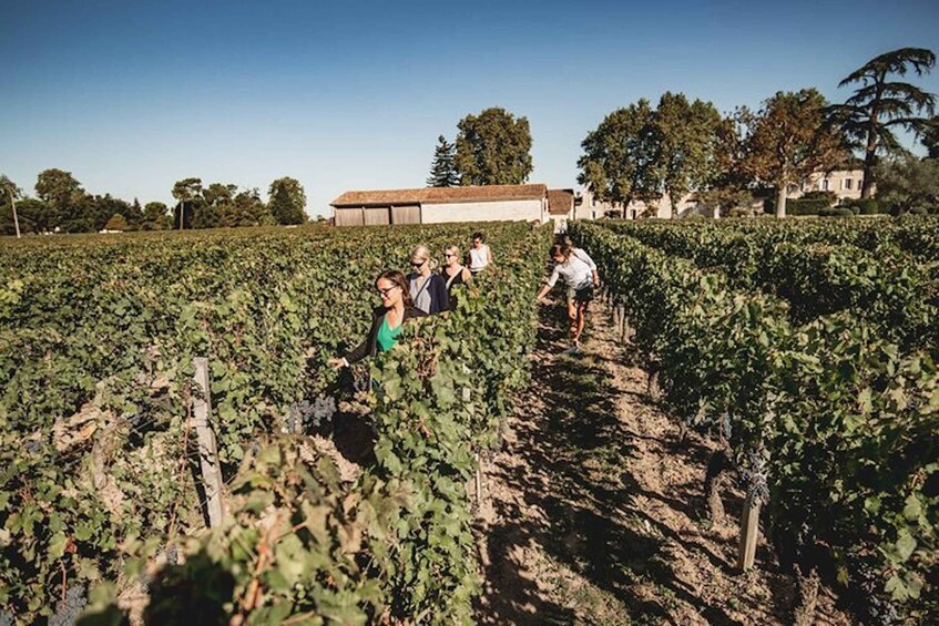 Picture 2 for Activity Bordeaux: St-Emilion and Medoc Wine Day Tour with Lunch