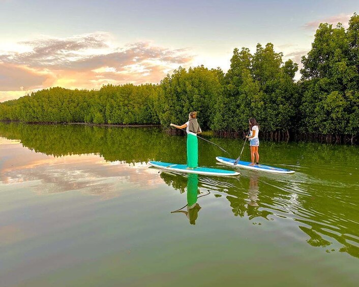 Picture 3 for Activity Mauritius: Guided Stand Up Paddle Tour on Tamarin River