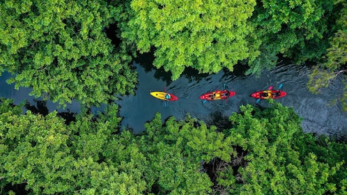 毛里求斯：塔玛琳河导游皮划艇之旅