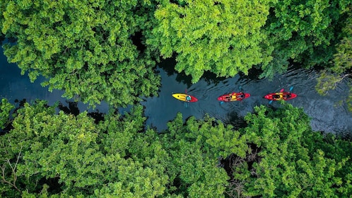 มอริเชียส: ทัวร์พายเรือคายัคพร้อมไกด์ในแม่น้ำทามาริน