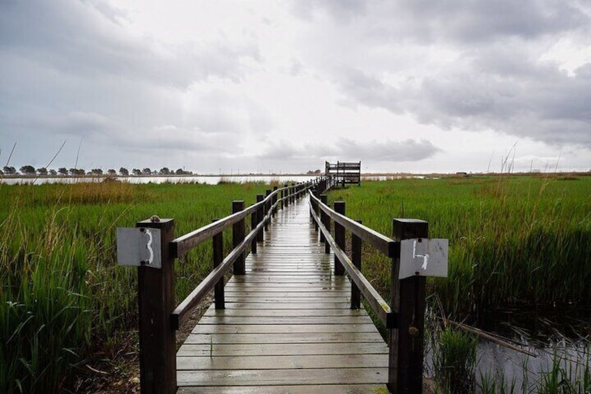 Bird Watching Tour in the Ebro Delta