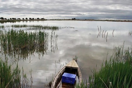 Bird Watching Tour in the Ebro Delta