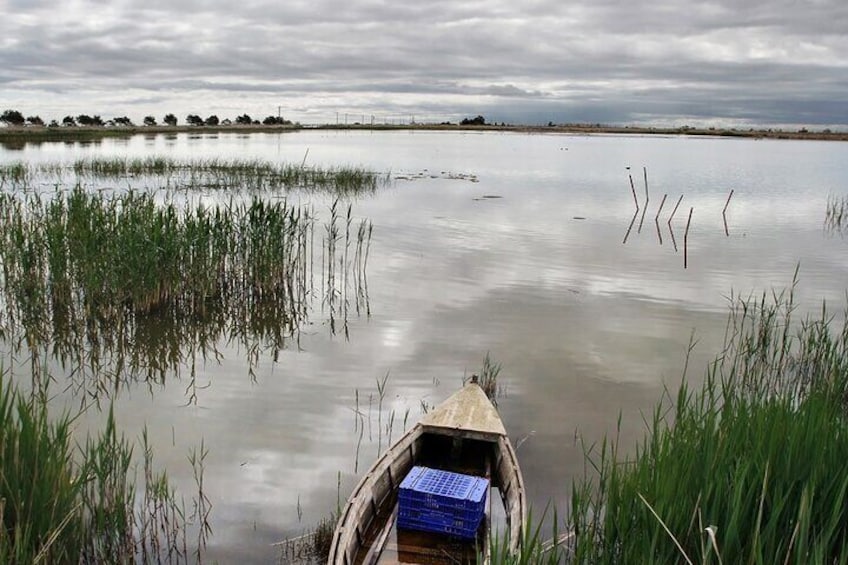 Bird Watching Tour in the Ebro Delta