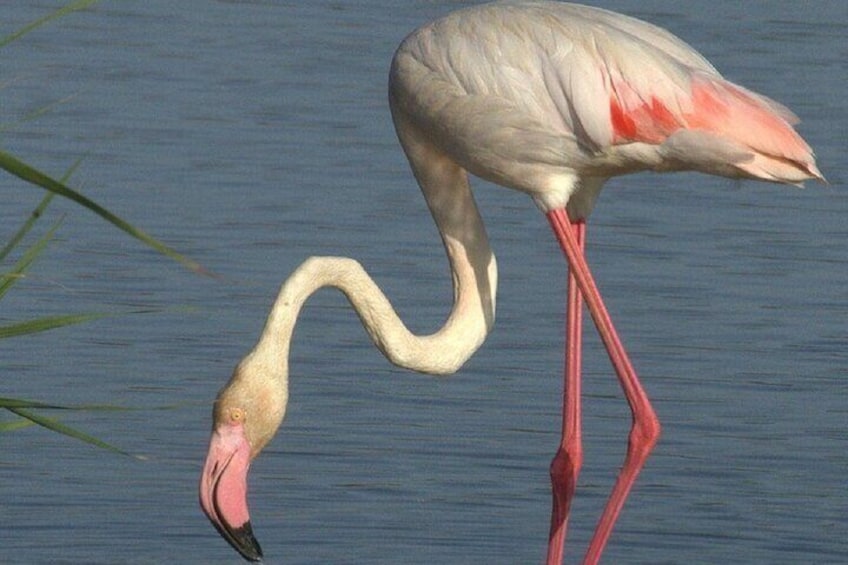 Bird Watching Tour in the Ebro Delta