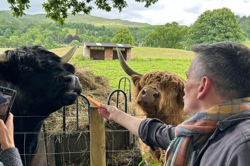 Hidden Gems of the Highlands: A Tranquil Private Guided Day Tour