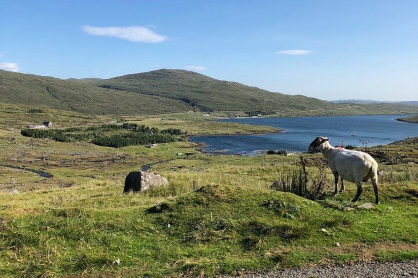 Lochs & Legends: Private Guided Day Tour of the Highlands