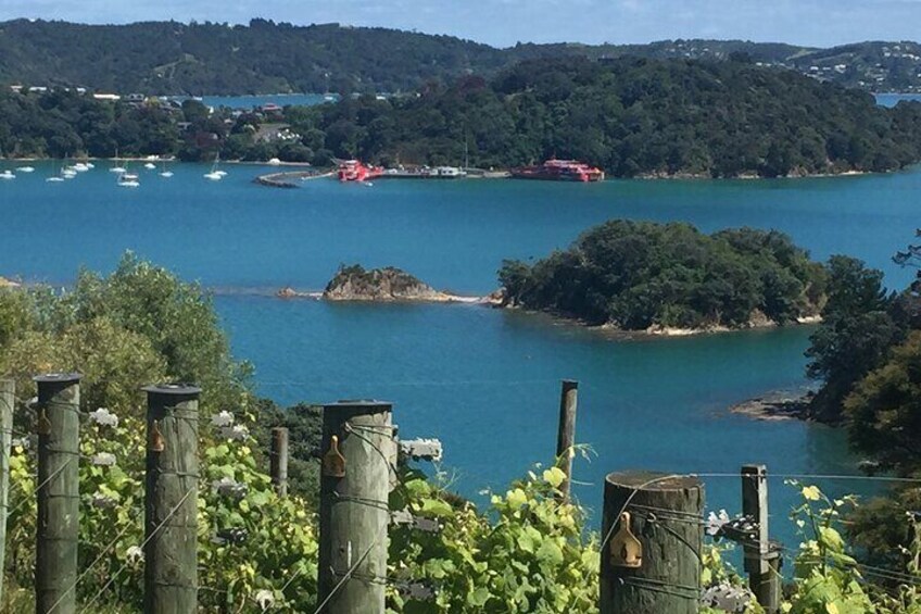 Waiheke Island - Vineyards