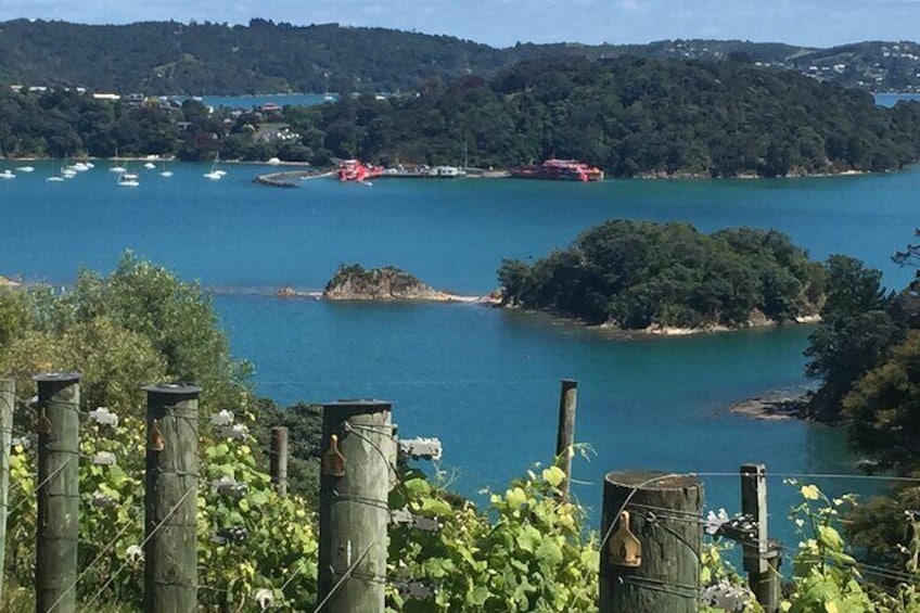 Waiheke Island - Vineyards