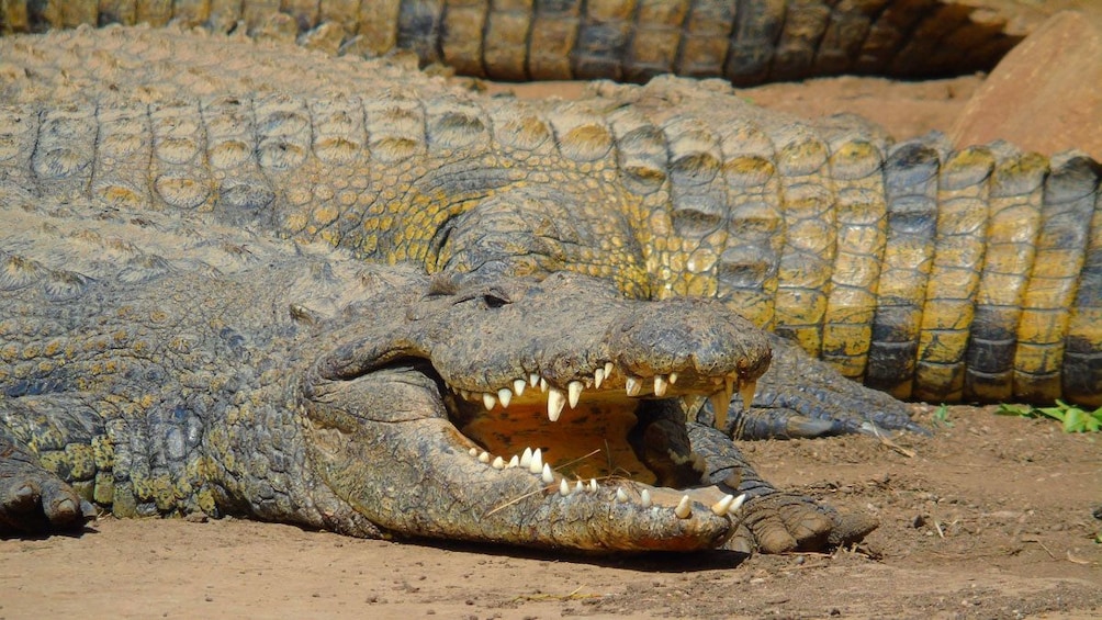 Crocodiles