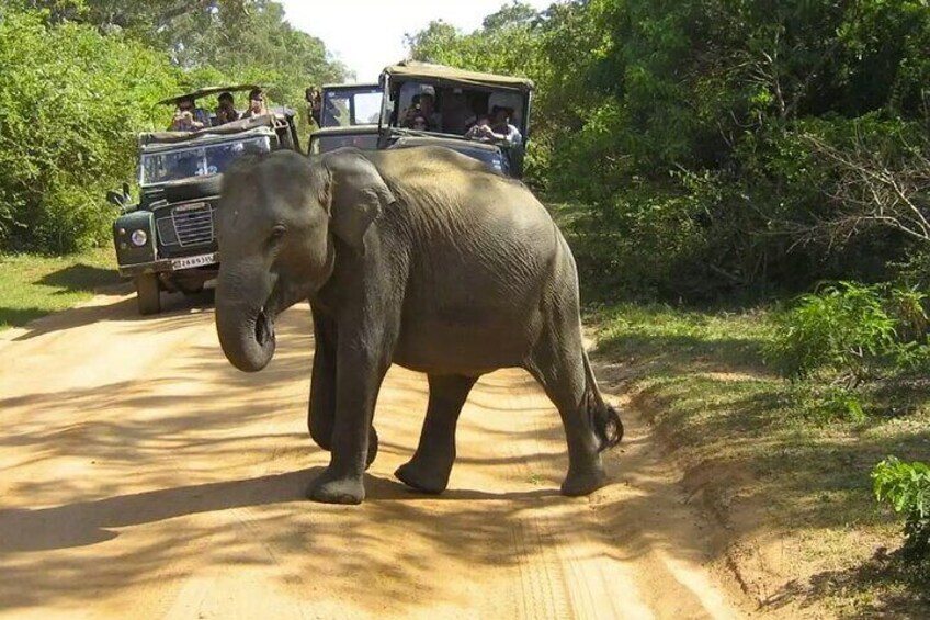 Private Jeep Safari To Yala National Park From Colombo