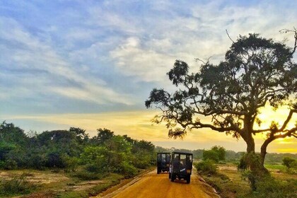 All-inclusive Private Yala National Park Safari From Colombo