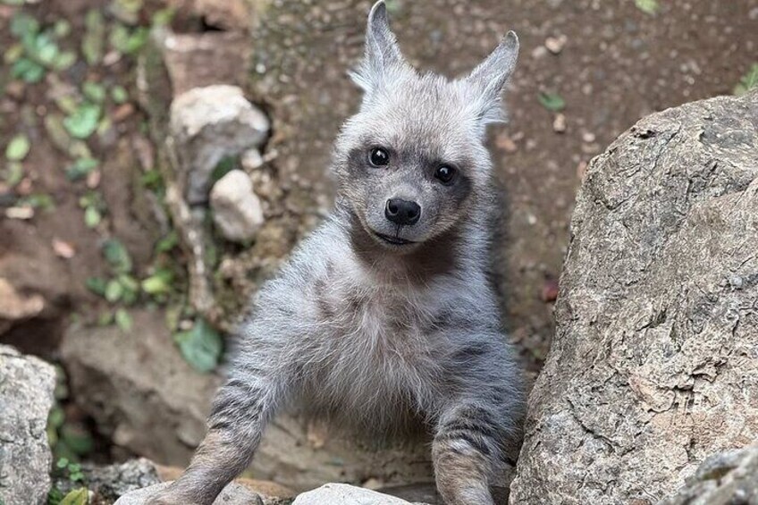 Lebanon Animal Petting & Feeding Zoo, From Beirut