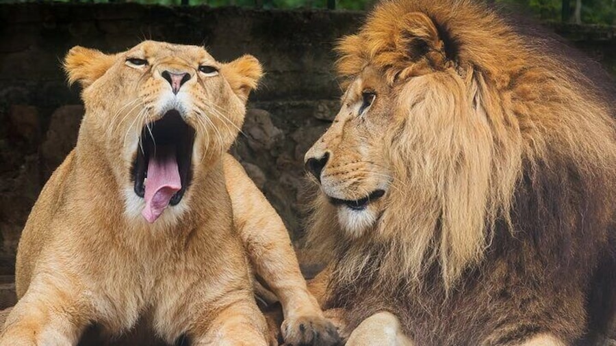 Lebanon Animal Petting & Feeding Zoo, From Beirut