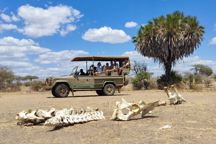 Day Safari Tour Selous Game Reserve