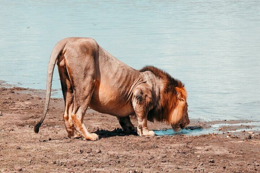 Day Safari Tour Selous Game Reserve